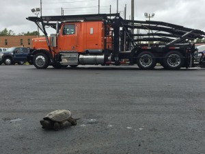 Trucking Turtle 